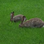Hares<br>Зайца не видели?
